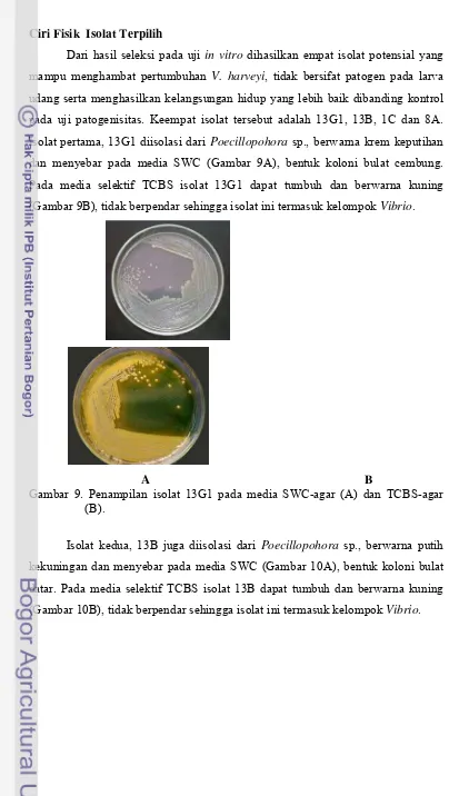 Gambar 9. Penampilan isolat 13G1 pada media SWC-agar (A) dan TCBS-agar 