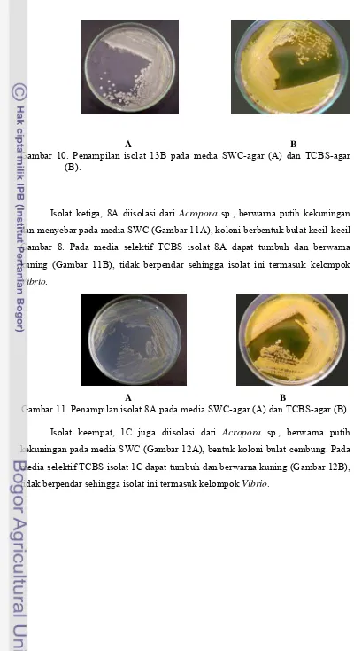 Gambar 10. Penampilan isolat 13B pada media SWC-agar (A) dan TCBS-agar 