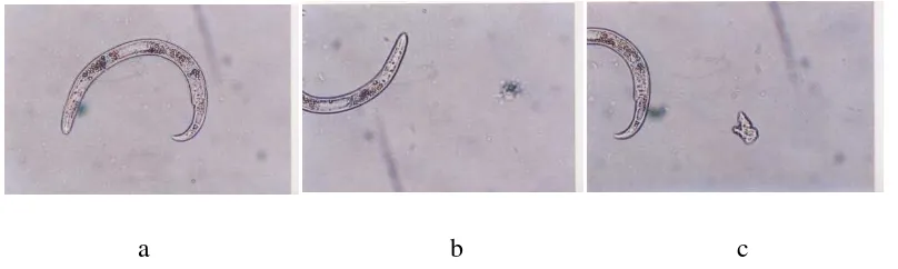 Gambar 1  Rotylenchulus reniformis (a) betina pradewasa (b) bentuk kepala dan 