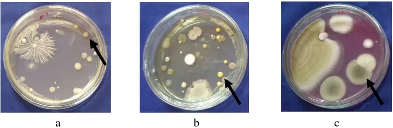 Gambar 6  Koloni mikroorganisme pada media (a) NA, (b) TSA, dan (c) Martin                   agar 