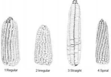 Gambar 4  Posisi biji dalam baris tongkol jagung  