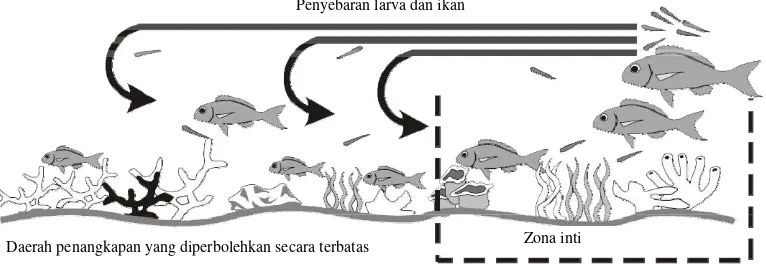 Gambar 3.  Prinsip Spill Over dalam Kawasan Konservasi (White et al., 2006) 