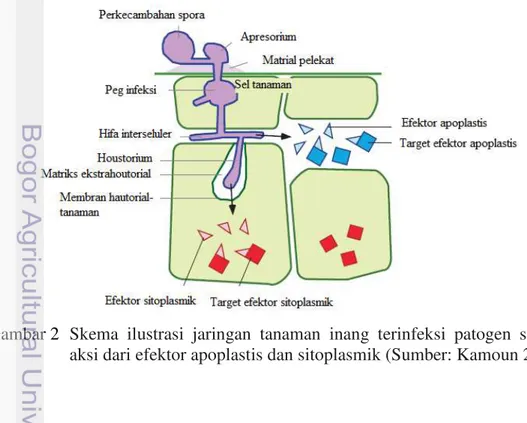 Gambar 2  Skema ilustrasi jaringan tanaman inang terinfeksi patogen sebagai  aksi dari efektor apoplastis dan sitoplasmik (Sumber: Kamoun 2006) 