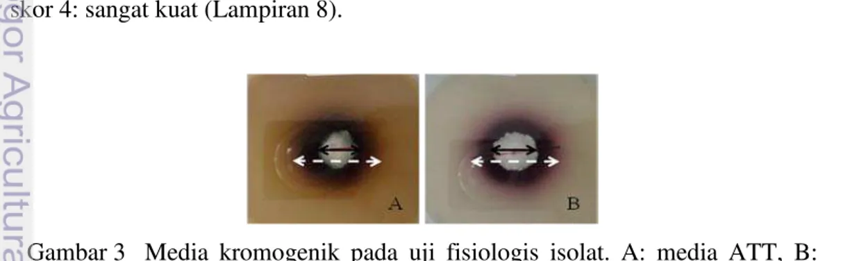 Gambar 3  Media kromogenik pada uji fisiologis isolat. A: media ATT, B:  media ABTS.          : diameter miselium,         : diameter zona 