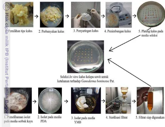 Gambar  9  Tahap  persiapan  teknik seleksi in vitro  kultur kalus kelapa sawit  untuk ketahanan terhadap G