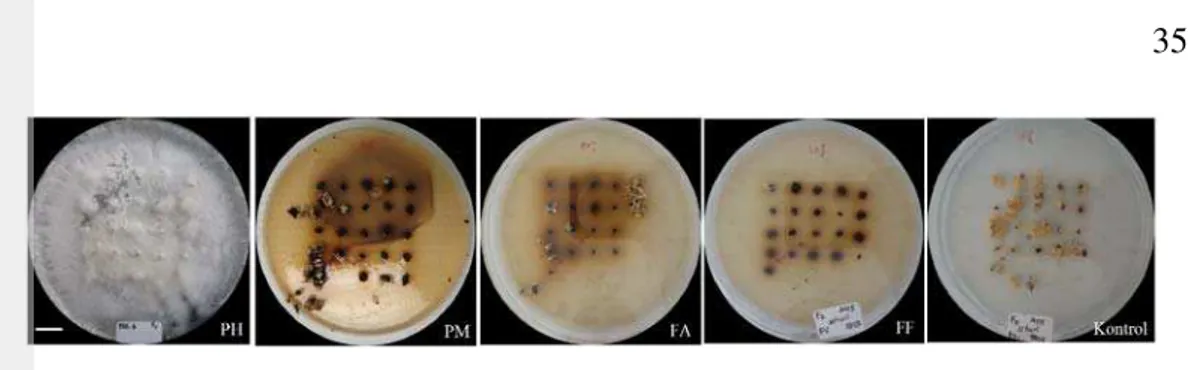 Gambar 12  Pengaruh metode modifikasi kultur G. boninense terhadap kalus  embriogenik kelapa sawit selama 2 bulan