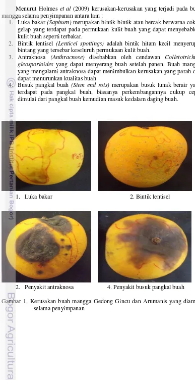Gambar 1. Kerusakan buah mangga Gedong Gincu dan Arumanis yang diamati 