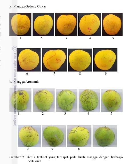 Gambar 7. Bintik lentisel yang terdapat pada buah mangga dengan berbagai 