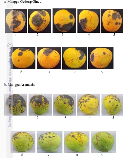 Gambar 8. Penyakit antraknosa pada buah mangga dengan berbagai perlakuan 