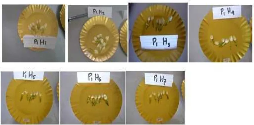 Gambar 5. Perubahan warna Teknik Hydrocooling Selama Penyimpanan 