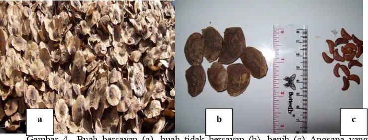 Gambar 4  Buah bersayap (a), buah tidak bersayap (b), benih (c) Angsana yang  digunakan dalam penelitian  