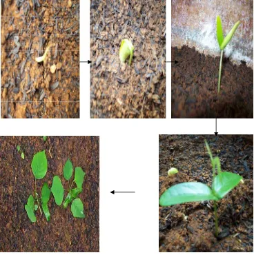Gambar 5  Proses perkecambahan benih Angsana  