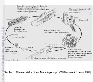 Gambar 1  Diagram siklus hidup Meloidogyne spp. (Williamson & Hussey 1996) 
