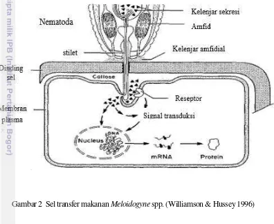 Gambar 2  Sel transfer makanan Meloidogyne spp. (Williamson & Hussey 1996) 