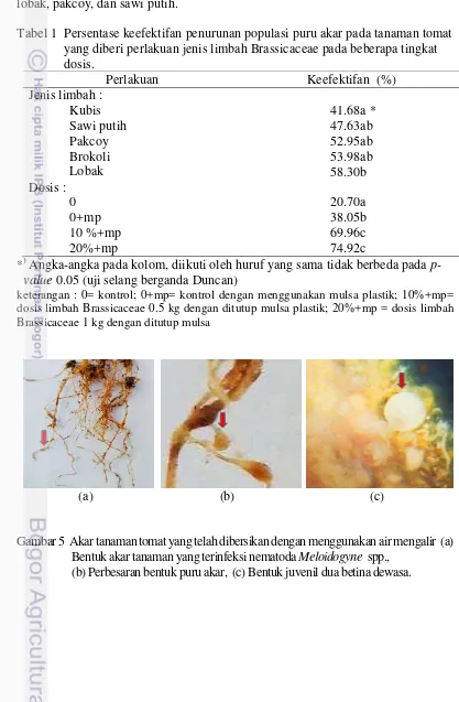 Tabel 1  Persentase keefektifan penurunan populasi puru akar pada tanaman tomat 