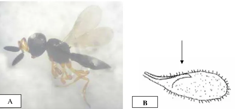 Gambar 8 Eucoilidae (perbesaran 20 kali): a) imago; b) penebalan sayap secara merata dari sub marginal sampai marginal, sel costa dan sel median