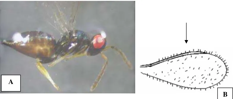 Gambar 9 Eulophidae (Perbesaran 20 kali): a) imago; b) penebalan sayap merata dari sub marginal sampai marginal dan penebalan pada sel kosta 
