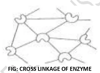 FIG: CROSS LINKAGE OF ENZYME 