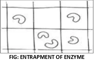 FIG: ENTRAPMENT OF ENZYME 