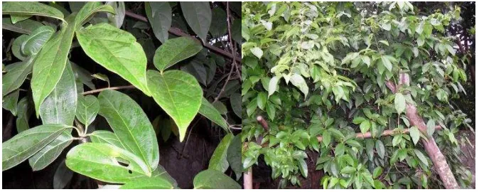 Tabel 1 Nutrition Value of Green Leaves Cincau Premna oblongifolia Merr. Concentration (% b/b) 
