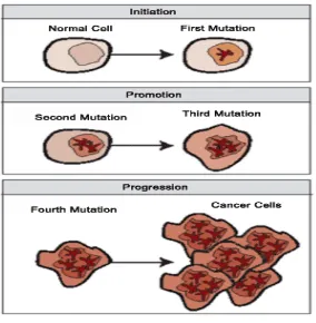 Figure 2. The process of transforming normal cells into cancer cells [24]  