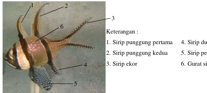Gambar 2  Ikan hias jenis Pterapogon kauderni (Poernomo et al.  2003) 