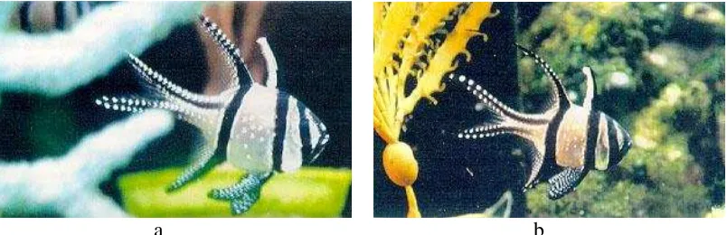 Gambar 3 Ikan capungan banggai  dewasa (a) betina (b) jantan  (Marini 1996) 
