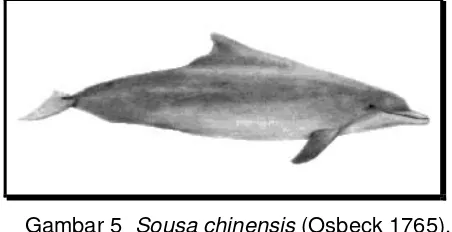 Gambar 5  Sousa chinensis (Osbeck 1765).  
