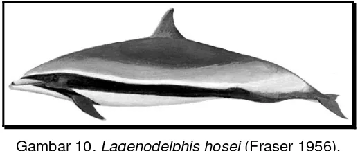 Gambar 10. Lagenodelphis hosei (Fraser 1956). 