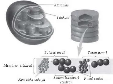 Gambar 4.2 Struktur kloroplas