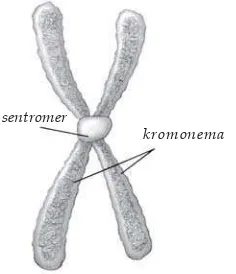 Gambar 6.5 Susunan kromosom
