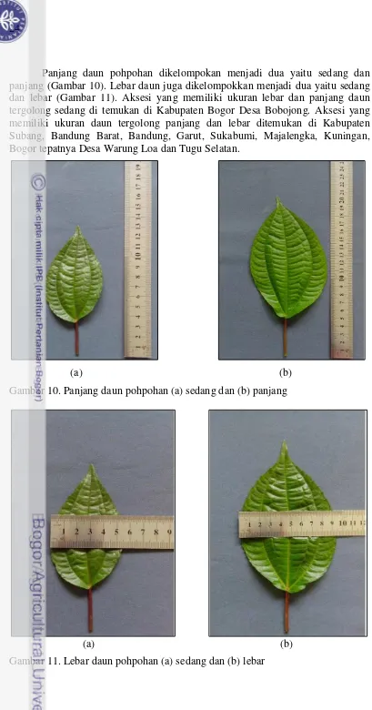 Gambar 10. Panjang daun pohpohan (a) sedang dan (b) panjang  