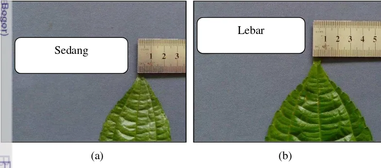 Gambar 12. Panjang ujung daun (a) pendek, (b) sedang, dan (c) panjang 