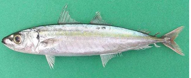 Gambar 2   Ikan layang (Decapterus spp)  