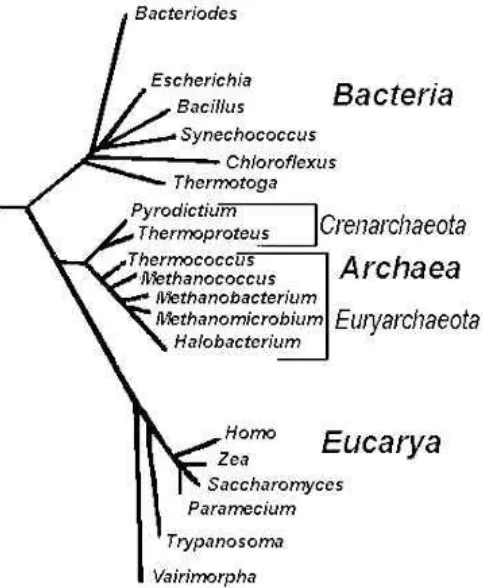 Gambar 2. Pohon filogenetik  rDNA 
