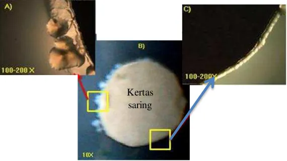 Gambar 5. Pertumbuhan koloni bakteri di tepi kertas saring pada uji resistensi terhadap Cr(VI) 250 mg/L (pengamatan menggunakan mikroskop digital dengan perbesaran 10x (foto B) dan 100-200x(foto A dan C))