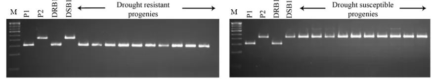 Fig. 1. Alleles showing co-segregation of RM27933 among individual F2:3 rice lines and bulks