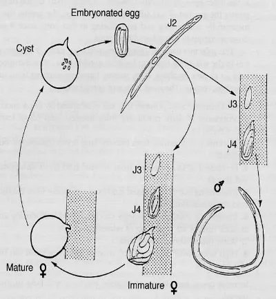 Gambar 1 Skema Siklus hidup Globodera spp (Evans & Stone 1977 dalam Marks &  Brodie 1998) 