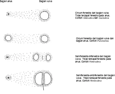 Gambar  2  Tipe bentuk sista untuk Globodera, Punctodera, Cactodera dan Heterodera (Marks & Brodie 1998)  