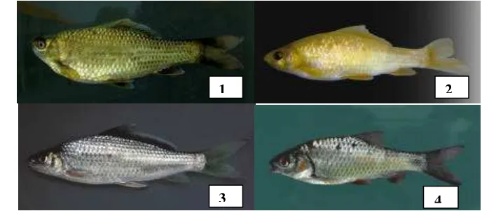 Gambar 1. Jenis-jenis ikan nilem yang terdapat di Jawa Barat : (1) nilem hijau, (2) nilem merah, (3) nilem were dan (4) nilem beureum panon 