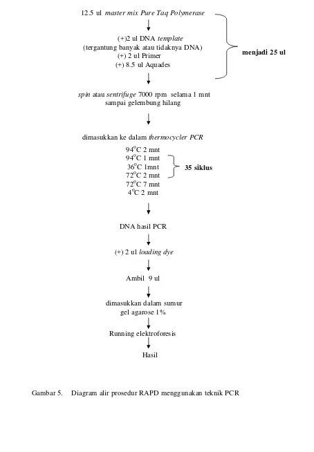Gambar 5.    Diagram alir prosedur RAPD menggunakan teknik PCR 