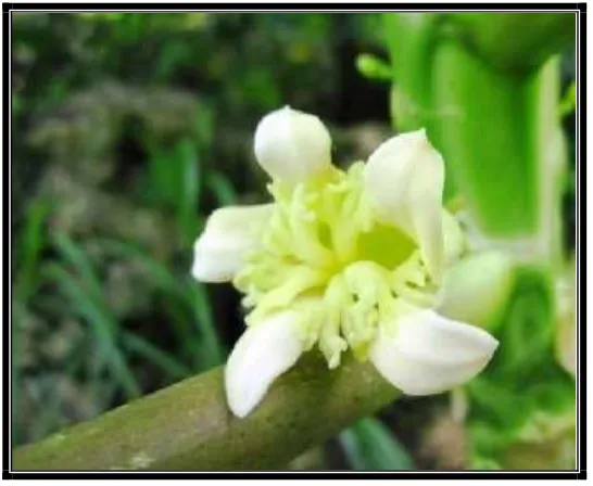Gambar 3: Bunga Sempurna(Sumber: Dokumentasi Putri Dewanti, 8 April 2016)