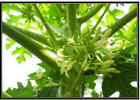 Gambar 8: Bunga Pepaya(Sumber: Dokumentasi Putri Dewanti, 14 Maret 2016)