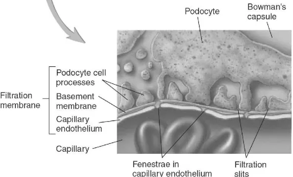 Gambar 1  Membran Filtrasi Glomerulus