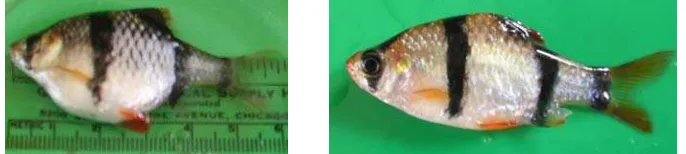 Gambar 1  Penampilan morfologis ikan sumatra (Puntius tetrazona) betina (kiri) dan jantan (kanan)