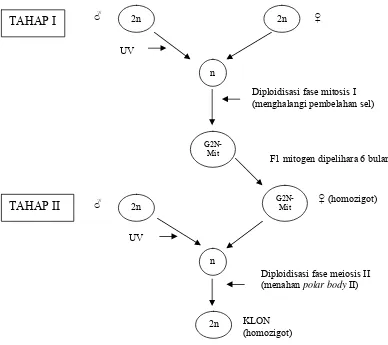 Gambar 4. Diagram skematik produksi klon  