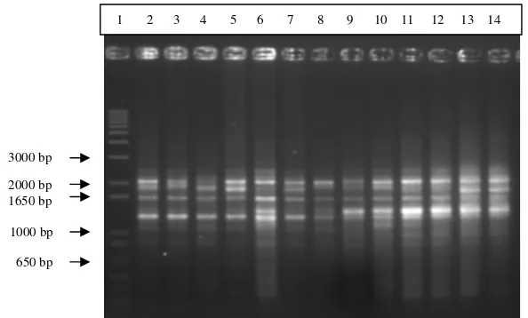 Tabel 6 Jumlah pita DNA dan jumlah pita polimorfik hasil amplifikasi DNA ikan sumatra dengan primer OPA 2 dan OPA 4 