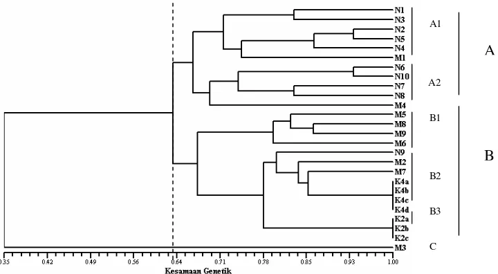 Gambar 6  Dendrogram kesamaan genetik ikan sumatra normal (N), mitogen (M)   dan klon (K) yang telah dikelompokkan (A, B, C)