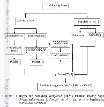 Gambar 1.1 Bagan alir penelitian keragaman genetik tanaman kacang bogor 