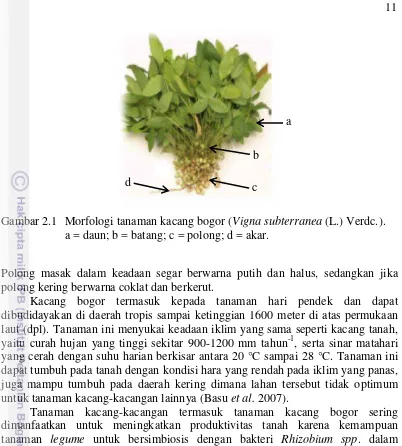 Gambar 2.1 Morfologi tanaman kacang bogor (Vigna subterranea (L.) Verdc.).  